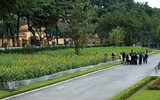 Hơn 2.000 mét vuông hoa hướng dương rực rỡ Hoàng thành Thăng Long