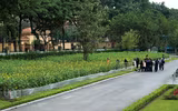 Hơn 2.000 mét vuông hoa hướng dương rực rỡ Hoàng thành Thăng Long