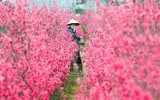 10 điểm đến lý tưởng để ngắm hoa dịp đầu xuân năm mới