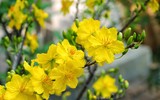 10 điểm đến lý tưởng để ngắm hoa dịp đầu xuân năm mới