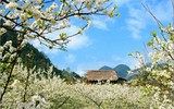 10 điểm đến lý tưởng để ngắm hoa dịp đầu xuân năm mới