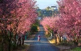 10 điểm đến lý tưởng để ngắm hoa dịp đầu xuân năm mới