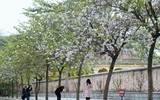 Ngắm hoa ban nở tím trên đường Hoàng Diệu, Bắc Sơn (Hà Nội)