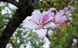 Ngắm hoa ban nở tím trên đường Hoàng Diệu, Bắc Sơn (Hà Nội)