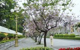 Ngắm hoa ban nở tím trên đường Hoàng Diệu, Bắc Sơn (Hà Nội)