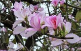 Ngắm hoa ban nở tím trên đường Hoàng Diệu, Bắc Sơn (Hà Nội)