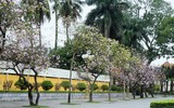 Ngắm hoa ban nở tím trên đường Hoàng Diệu, Bắc Sơn (Hà Nội)