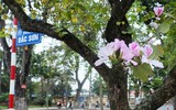 Ngắm hoa ban nở tím trên đường Hoàng Diệu, Bắc Sơn (Hà Nội)