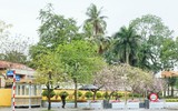 Ngắm hoa ban nở tím trên đường Hoàng Diệu, Bắc Sơn (Hà Nội)