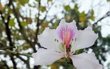 Ngắm hoa ban nở tím trên đường Hoàng Diệu, Bắc Sơn (Hà Nội)
