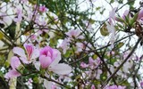 Ngắm hoa ban nở tím trên đường Hoàng Diệu, Bắc Sơn (Hà Nội)
