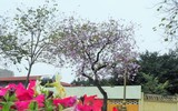 Ngắm hoa ban nở tím trên đường Hoàng Diệu, Bắc Sơn (Hà Nội)