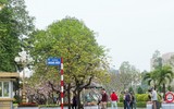 Ngắm hoa ban nở tím trên đường Hoàng Diệu, Bắc Sơn (Hà Nội)