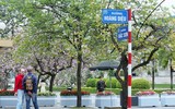 Ngắm hoa ban nở tím trên đường Hoàng Diệu, Bắc Sơn (Hà Nội)
