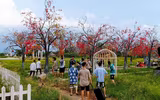 [ẢNH] Những 