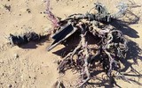[ẢNH] Ẩn ý của Syria khi tung tin giả: Người Kurd bắn hạ trực thăng Apache của Mỹ?