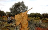[ẢNH] Phiến quân phát động cuộc tấn công lớn nhất trong tháng nhằm vào quân đội Syria