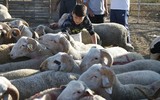[ẢNH] Người Hồi giáo khắp thế giới ăn mừng Lễ Tế Sinh - Eid al-Adha như thế nào?