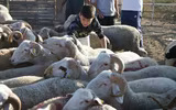 [ẢNH] Người Hồi giáo khắp thế giới ăn mừng Lễ Tế Sinh - Eid al-Adha như thế nào?