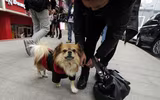 [ẢNH] Những chú chó trung thành nhất thế giới mà con người phải rơi nước mắt tiếc thương