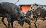 Ngoài chọi trâu, trên thế giới còn những môn thi đấu kỳ dị nào dành cho động vật?