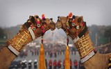 Ngoài chọi trâu, trên thế giới còn những môn thi đấu kỳ dị nào dành cho động vật?