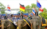 Ngoài chọi trâu, trên thế giới còn những môn thi đấu kỳ dị nào dành cho động vật?