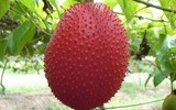 [ẢNH] 15 thực phẩm phòng ngừa ung thư hiệu quả nhất nên ăn hàng ngày