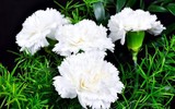 [ẢNH] 20-10 sắp tới, những món quà bất ngờ dành cho phái đẹp