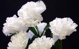 [ẢNH] 20-10 sắp tới, những món quà bất ngờ dành cho phái đẹp