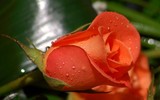 [ẢNH] 20-10 sắp tới, những món quà bất ngờ dành cho phái đẹp