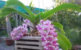 [ẢNH] 20-10 sắp tới, những món quà bất ngờ dành cho phái đẹp