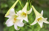 [ẢNH] 20-10 sắp tới, những món quà bất ngờ dành cho phái đẹp