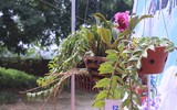 [ẢNH] Khoảnh khắc xúc động phiên đấu giá 32 giò lan của liệt sĩ phi công Khuất Mạnh Trí