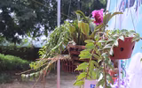 [ẢNH] Khoảnh khắc xúc động phiên đấu giá 32 giò lan của liệt sĩ phi công Khuất Mạnh Trí