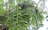 [ẢNH] Khoảnh khắc xúc động phiên đấu giá 32 giò lan của liệt sĩ phi công Khuất Mạnh Trí