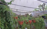 [ẢNH] Khoảnh khắc xúc động phiên đấu giá 32 giò lan của liệt sĩ phi công Khuất Mạnh Trí
