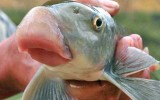 [ẢNH] Các đại gia Việt bỏ ra hàng nghìn đô mua gì làm quà Tết?