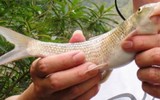[ẢNH] Các đại gia Việt bỏ ra hàng nghìn đô mua gì làm quà Tết?