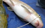 [ẢNH] Các đại gia Việt bỏ ra hàng nghìn đô mua gì làm quà Tết?