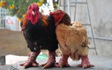 [ẢNH] Các đại gia Việt bỏ ra hàng nghìn đô mua gì làm quà Tết?