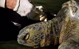 [ẢNH] Bên trong trung tâm nuôi dưỡng loài rùa có nguy cơ tuyệt chủng