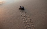 [ẢNH] Bên trong trung tâm nuôi dưỡng loài rùa có nguy cơ tuyệt chủng