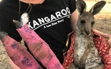 [ẢNH] Australia vẫn căng thẳng tìm cách dập tắt những đám cháy rừng