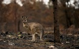 [ẢNH] Xúc động những hình ảnh giải cứu động vật bị nguy hiểm do cháy rừng tại Australia