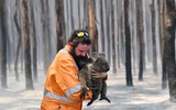[ẢNH] Xúc động những hình ảnh giải cứu động vật bị nguy hiểm do cháy rừng tại Australia