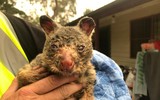[ẢNH] Xúc động những hình ảnh giải cứu động vật bị nguy hiểm do cháy rừng tại Australia