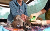 [ẢNH] Xúc động những hình ảnh giải cứu động vật bị nguy hiểm do cháy rừng tại Australia