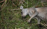 [ẢNH] Xúc động những hình ảnh giải cứu động vật bị nguy hiểm do cháy rừng tại Australia