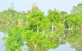 Ngập lụt tại TP Cần Thơ: Người dân khóc 